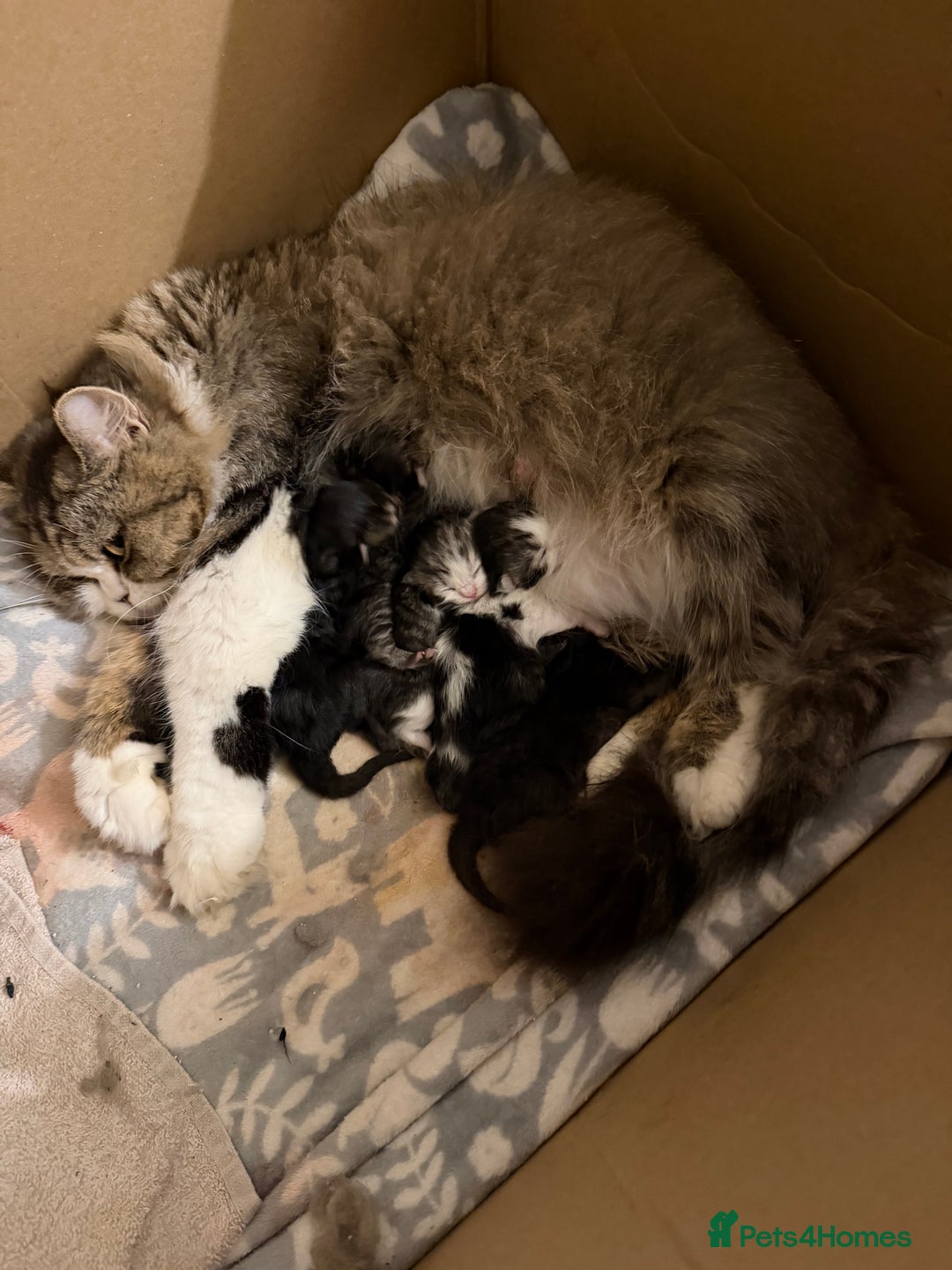 Exotic cats for sale: Beautiful exotic Persian babies - Advert 7