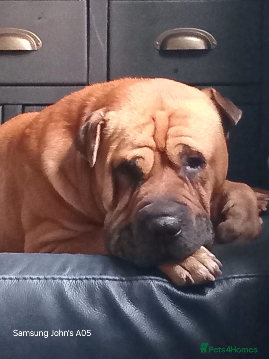 Mixed Breed dogs for sale: Mini hippo puppies  - Image 4