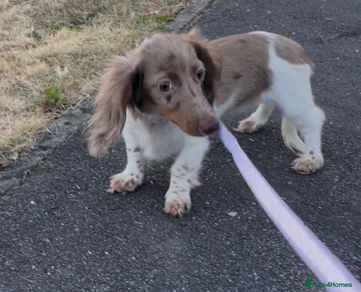 Miniature Dachshund dogs Piebald Chocolate Dapple little lady - Advert 1