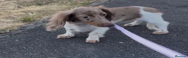 Miniature Dachshund 1
