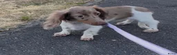 Miniature Dachshund dogs for sale: Piebald Chocolate Dapple little lady in Loughborough - Advert 1