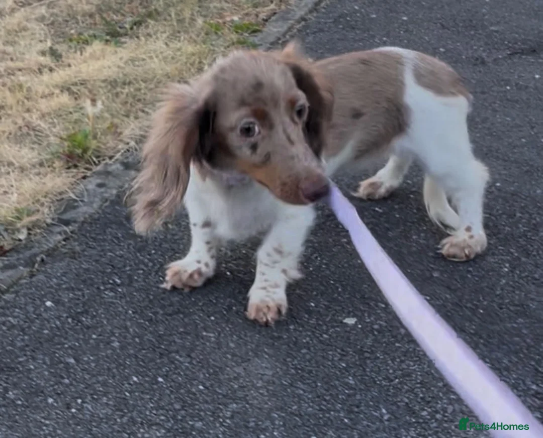 Miniature Dachshund dogs for sale: Piebald Chocolate Dapple little lady in Loughborough - Advert 1