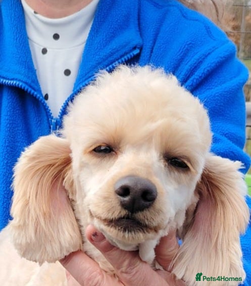 Miniature Poodle dogs Miniature Poodle - Advert 12