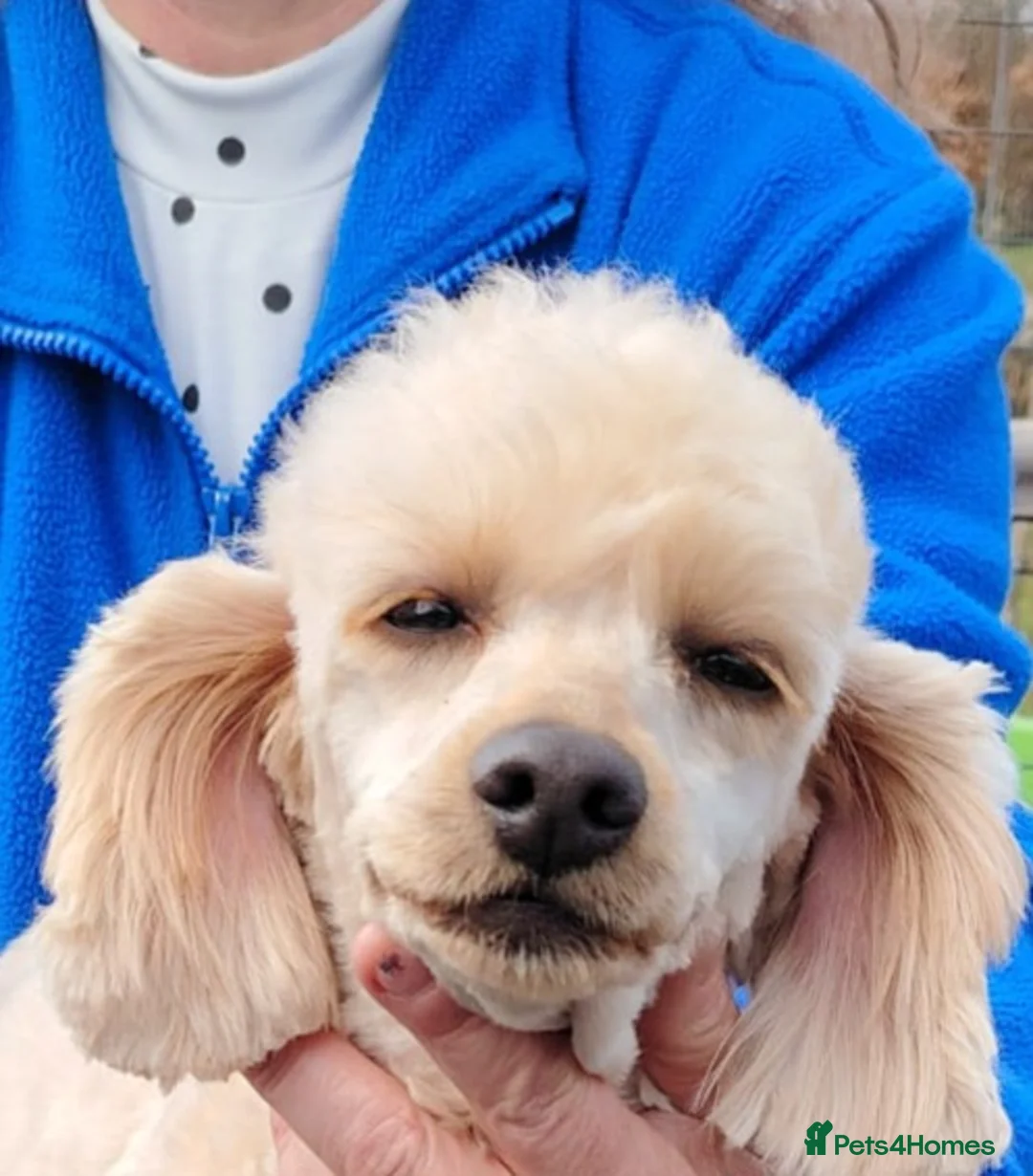 Miniature Poodle dogs for sale: Miniature Poodle - Advert 1