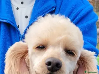 Miniature Poodle dogs Miniature Poodle - Advert 12