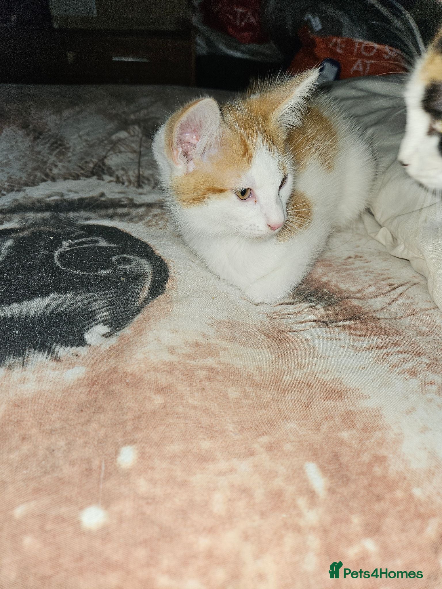 Mixed Breed cats Two Brothers - Advert 3