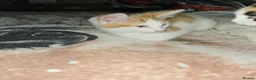 Mixed Breed cats for sale: Two Brothers in Leicester - Advert 1