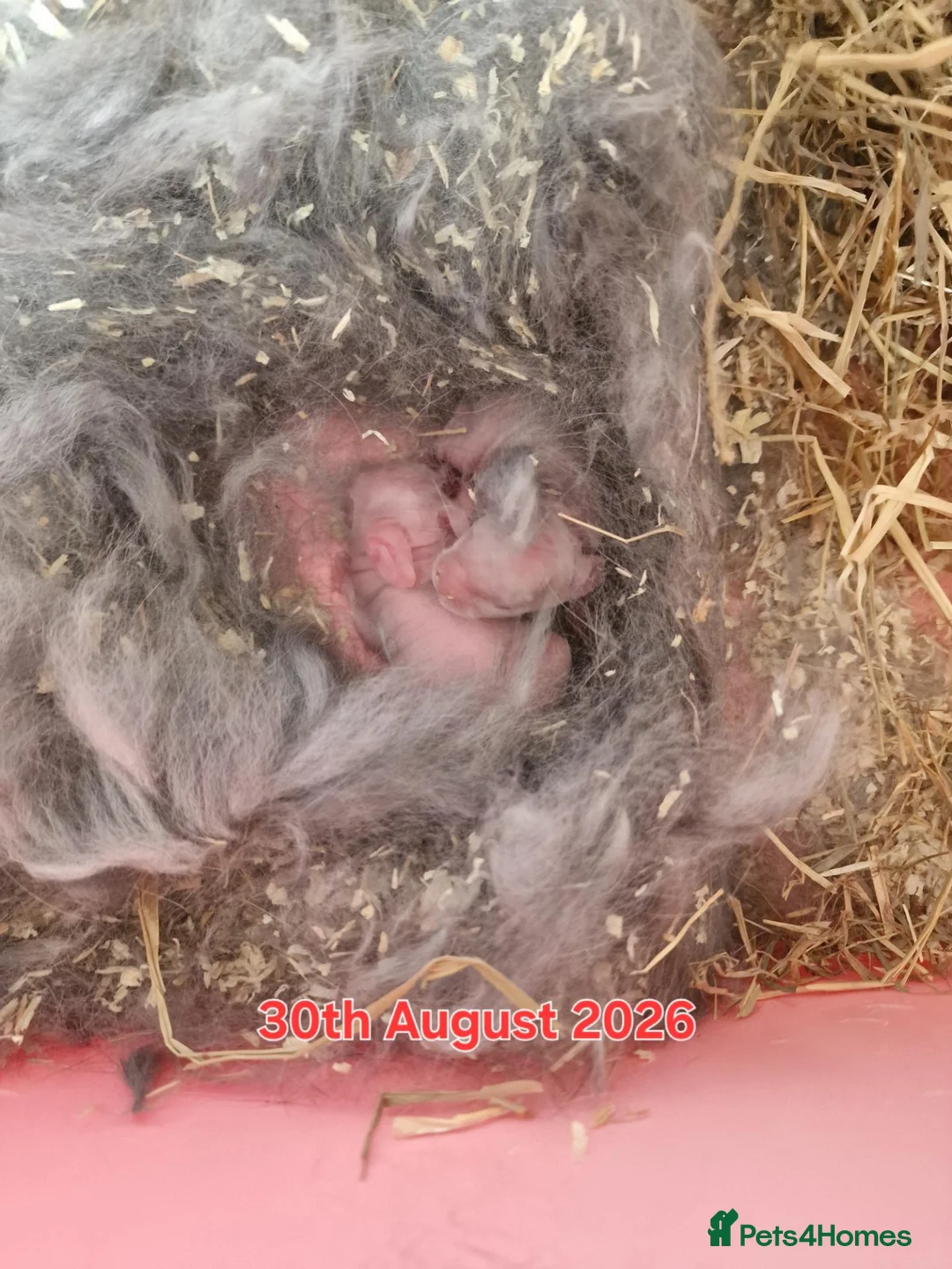 Mini Lop rabbits for sale: Baby mini lops in Newcastle upon Tyne - Advert 10