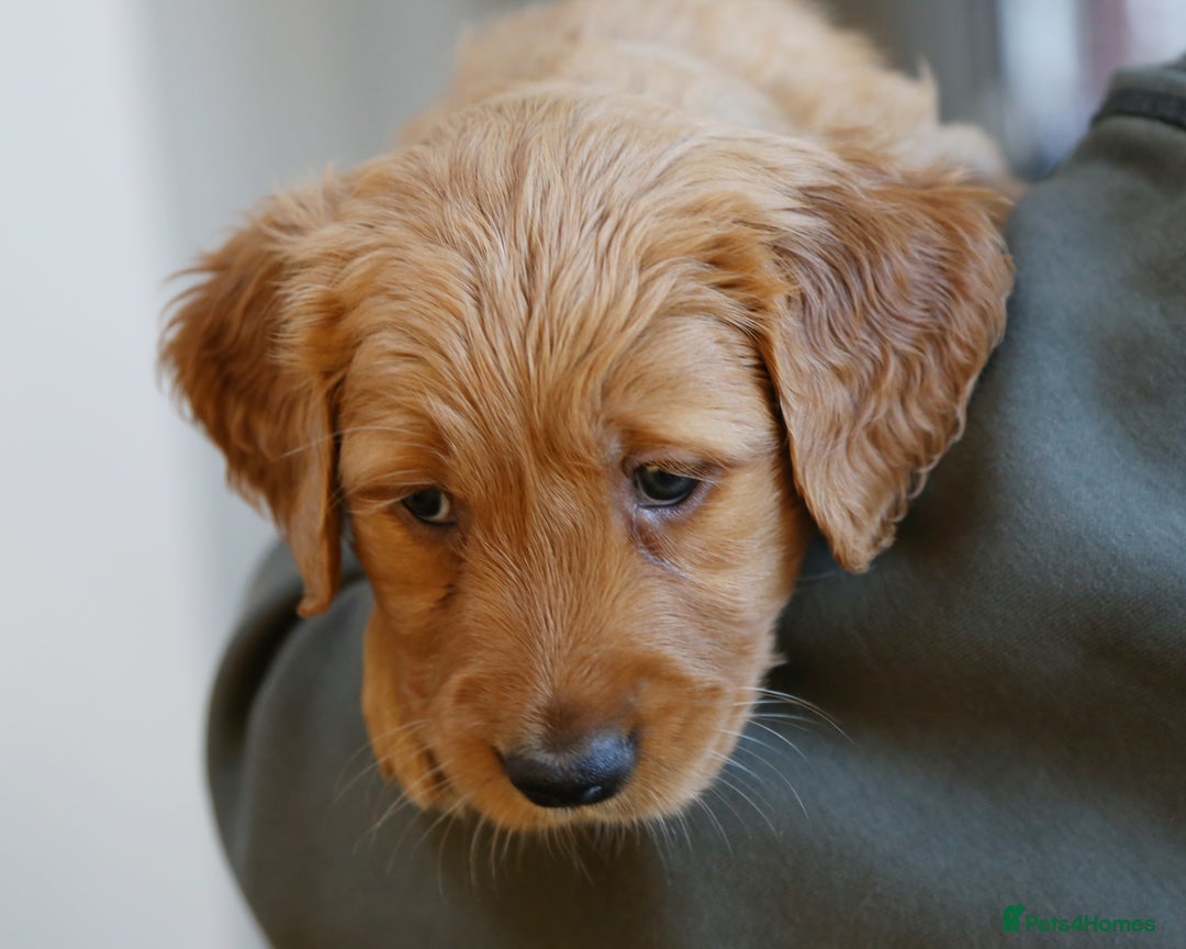 Golden Retriever dogs for sale: KC Registered Championship Line Golden Retrievers - Advert 37