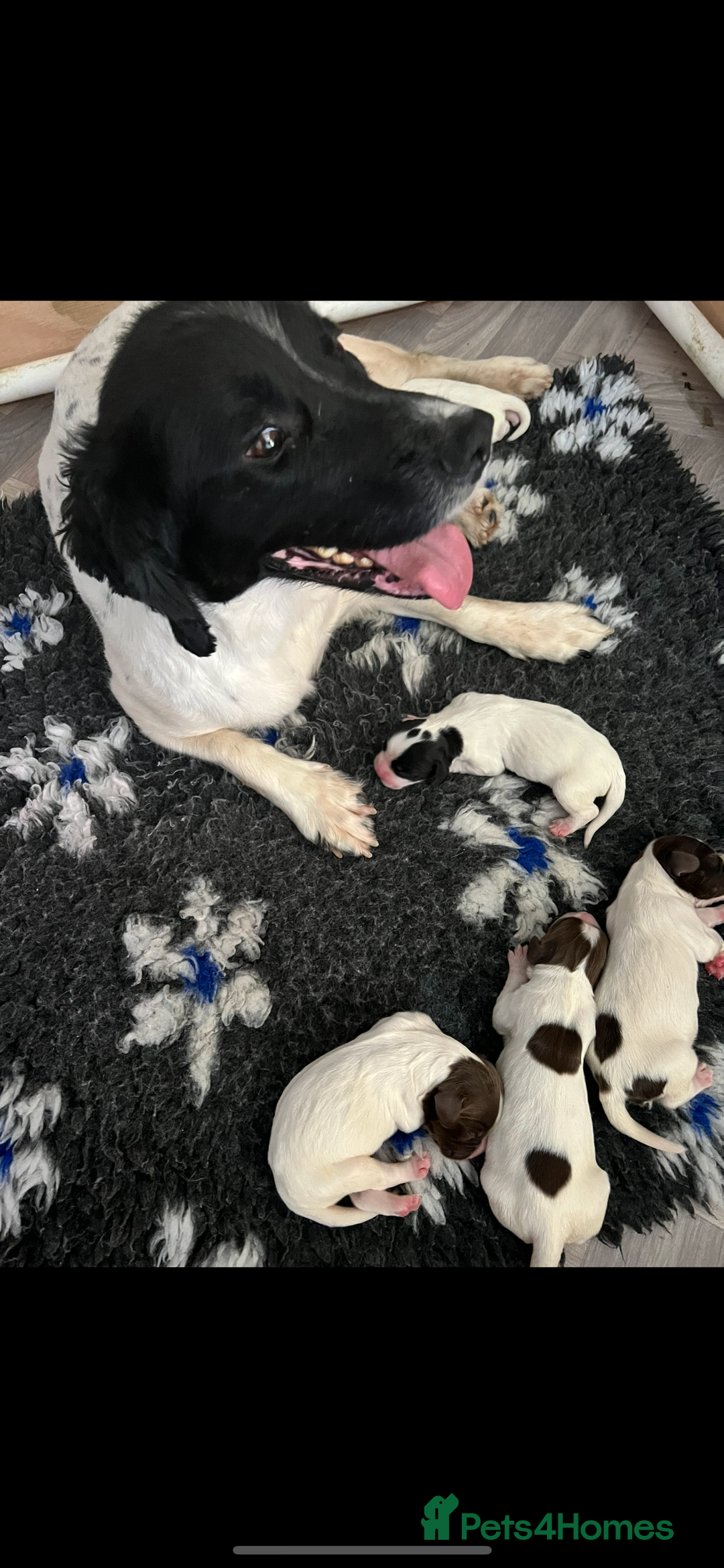 English Springer Spaniel dogs for sale: KC Registered Springer Spaniel Puppies - Image 6