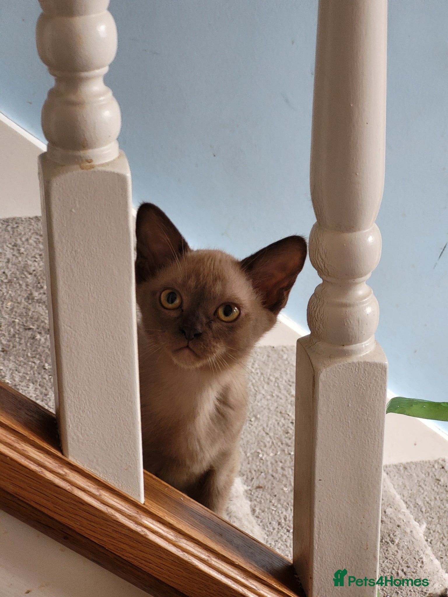 Burmese cats for sale: Pedigree chocolate Burmese male kittens - Advert 2