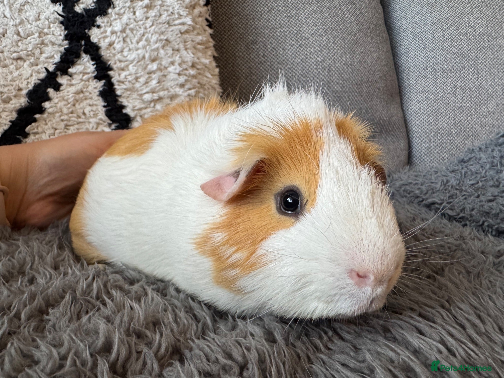 Guinea Pig rodents Two young male guinea pigs  - Advert 3