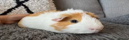 Guinea Pig rodents for sale: Two young male guinea pigs  - Advert 1