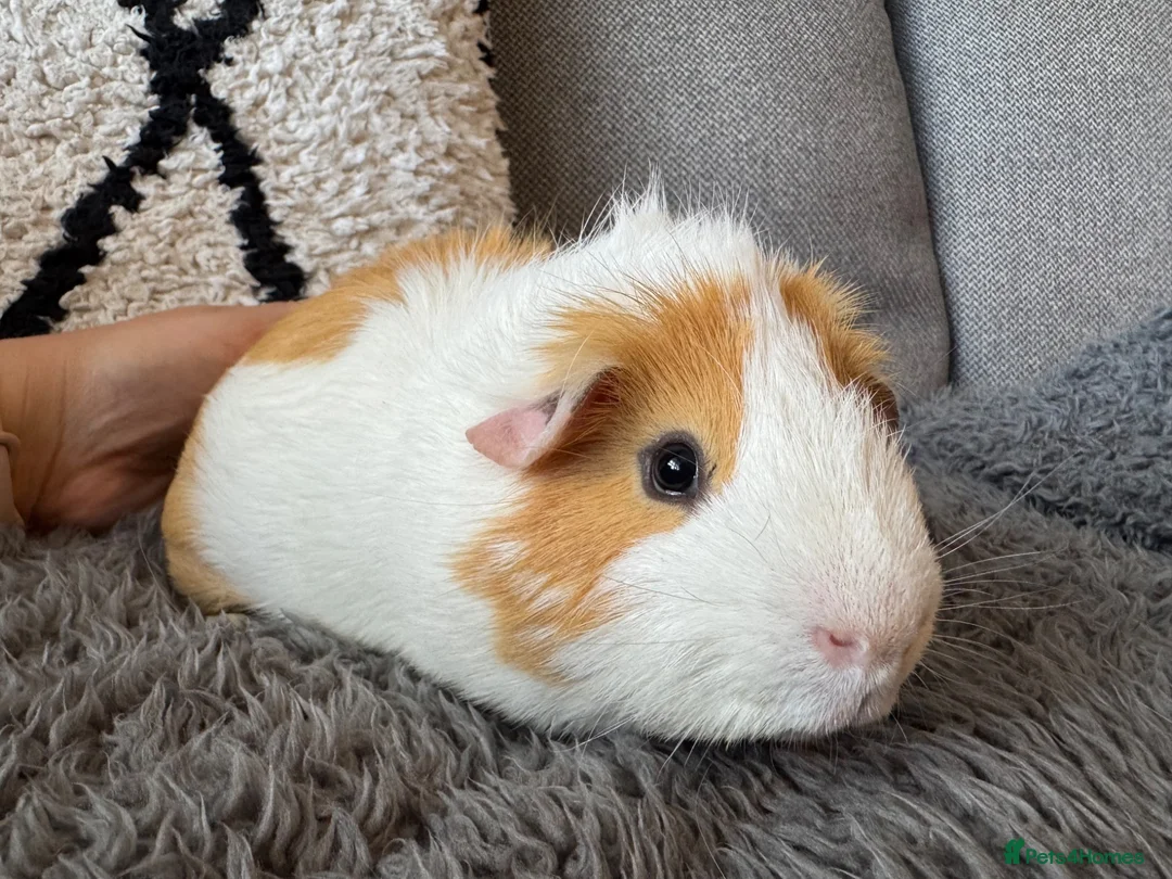 Guinea Pig rodents for sale: Two young male guinea pigs  - Advert 1