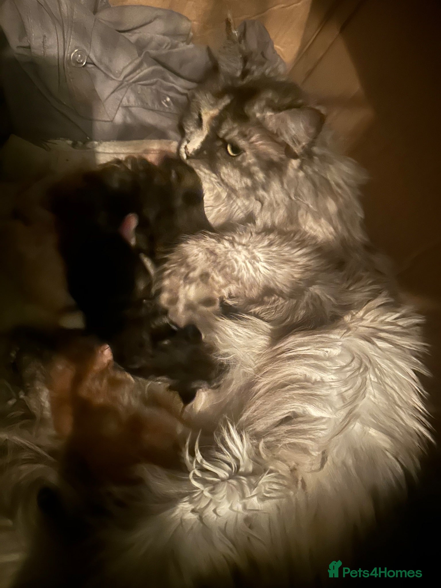 Maine Coon cats TICA Maine Coon Smoke/Silver kittens  - Advert 1