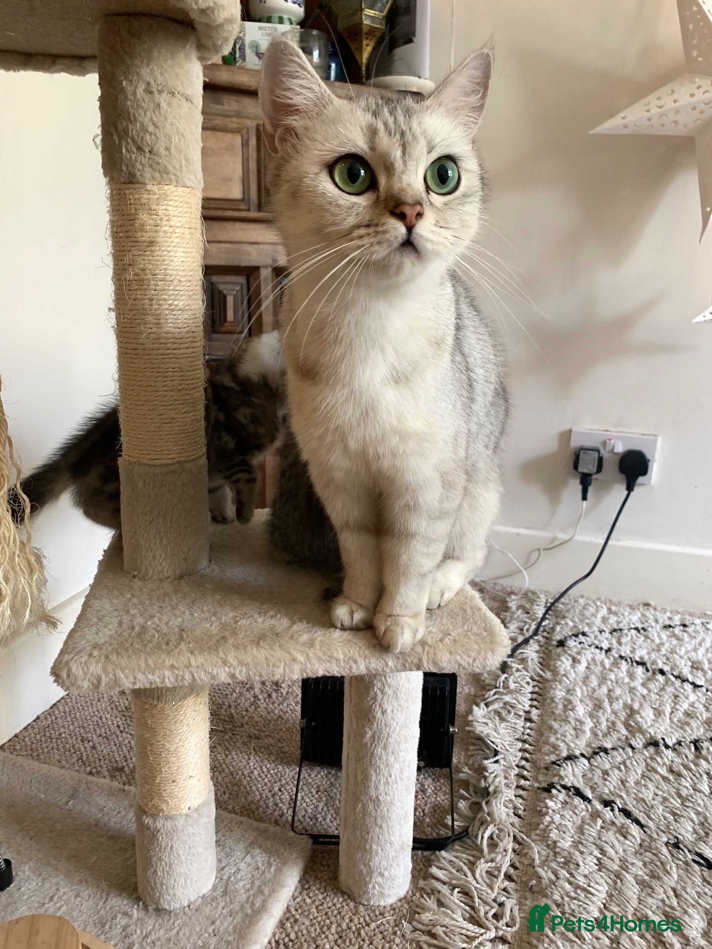 British Shorthair cats British short hair kittens  - Advert 1