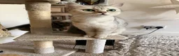 British Shorthair cats for sale: British short hair kittens  - Advert 1