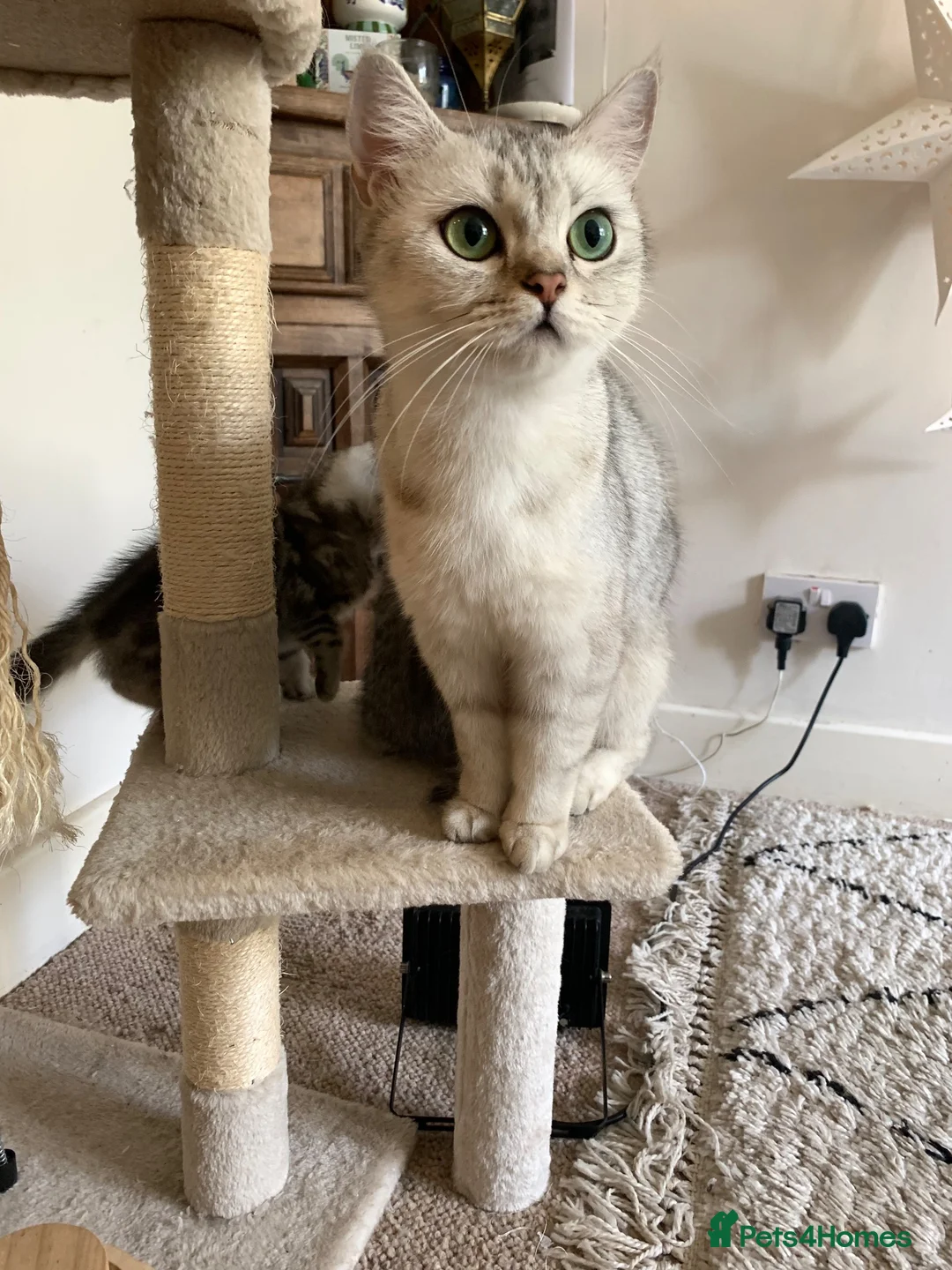 British Shorthair cats for sale: British short hair kittens  - Advert 1