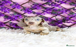 Miniature Dachshund dogs for sale: Ready now  - Advert 1