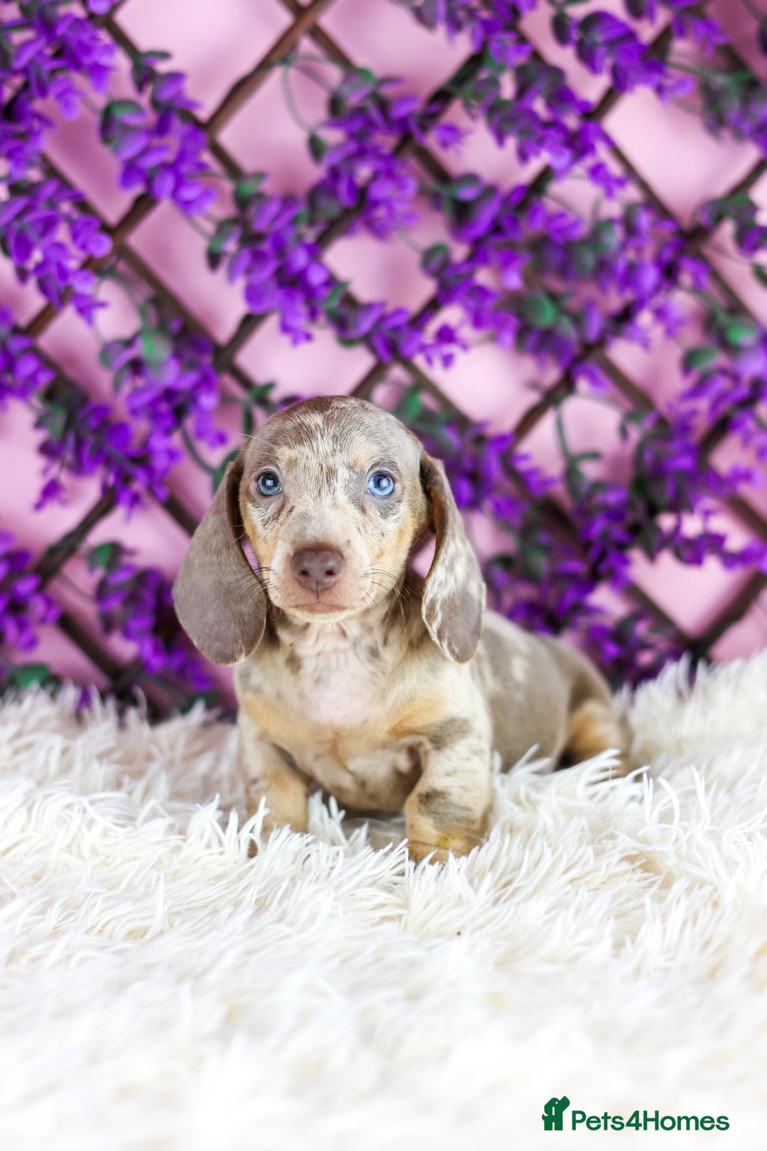 Miniature Dachshund dogs for sale: Ready now  - Advert 1