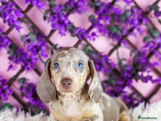 Miniature Dachshund dogs for sale: Ready now - Advert 1