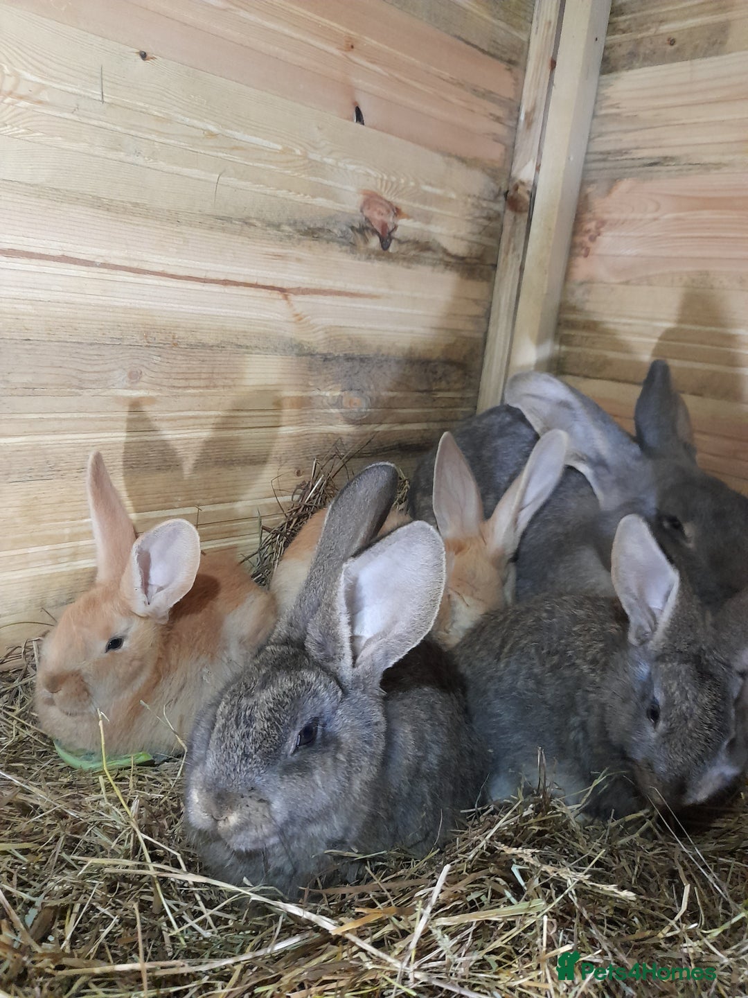 Continental Giant rabbits for sale: Beautiful Pure Continental Giant Babies - Advert 14