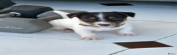 Jack Russell dogs for sale: Traditional mini Jack Russell puppes in Skegness - Advert 11