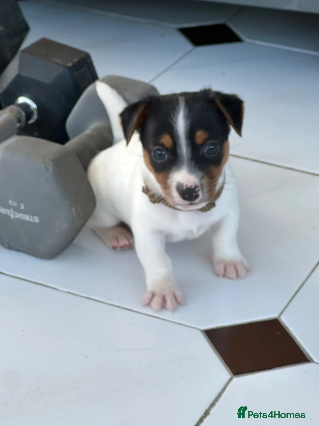 Jack Russell dogs for sale: Traditional mini Jack Russell puppes in Skegness - Advert 11