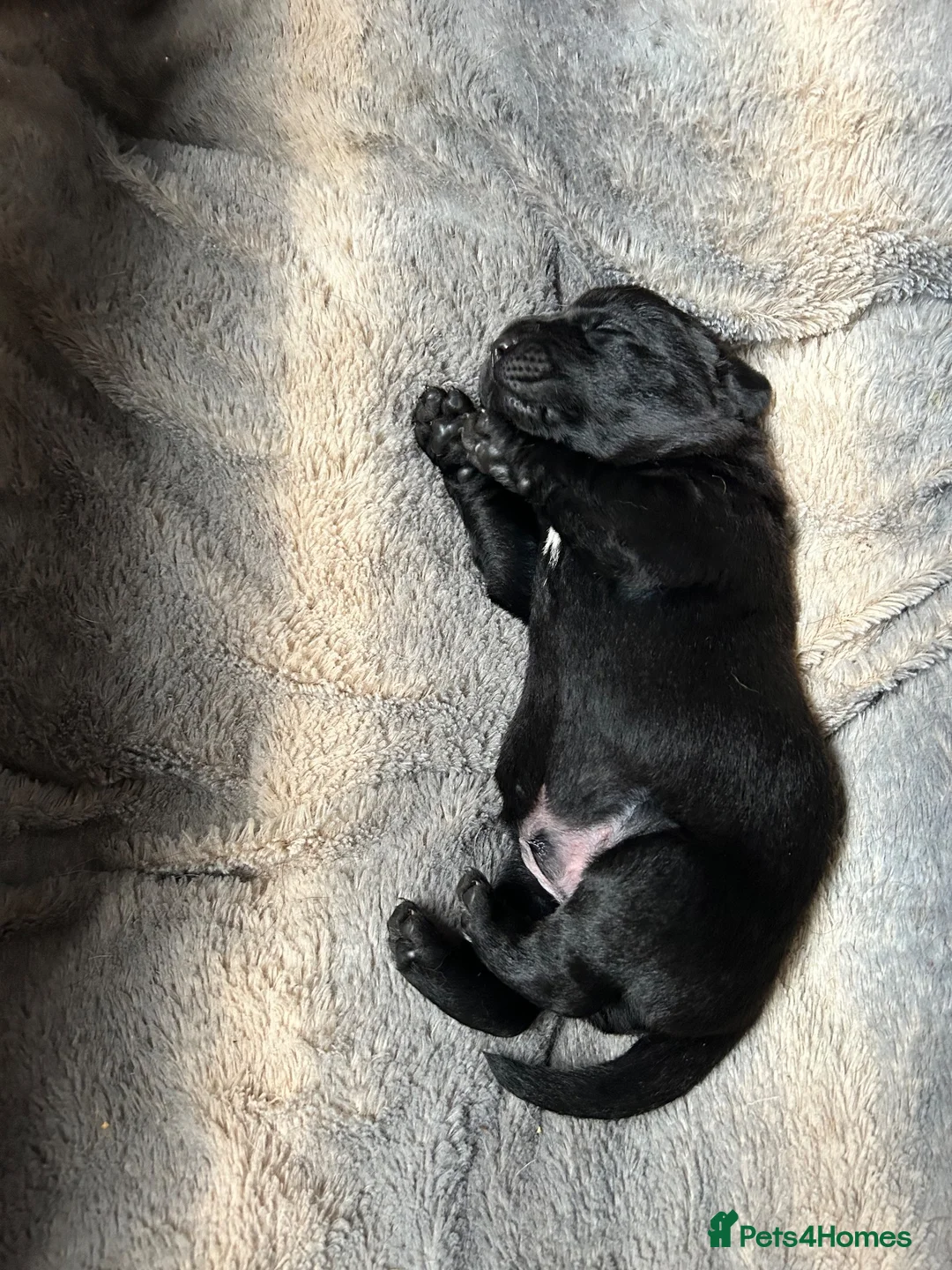 Labrador Retriever dogs for sale: 4Beautiful Black Males  - Advert 2