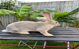 Continental Giant rabbits for sale: Continental Giants - Image 11