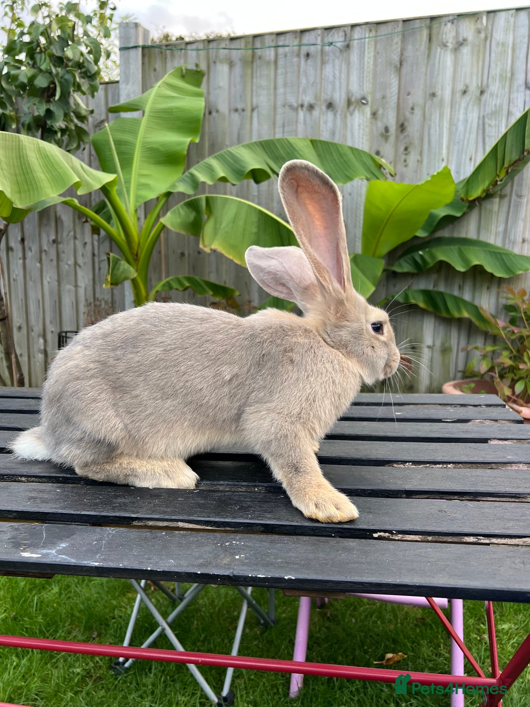 Continental Giant rabbits for sale: Continental Giants - Image 11