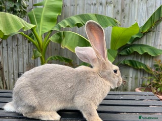 Continental Giant rabbits - Advert 1