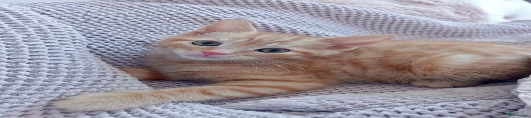 Turkish Angora Kitten 2