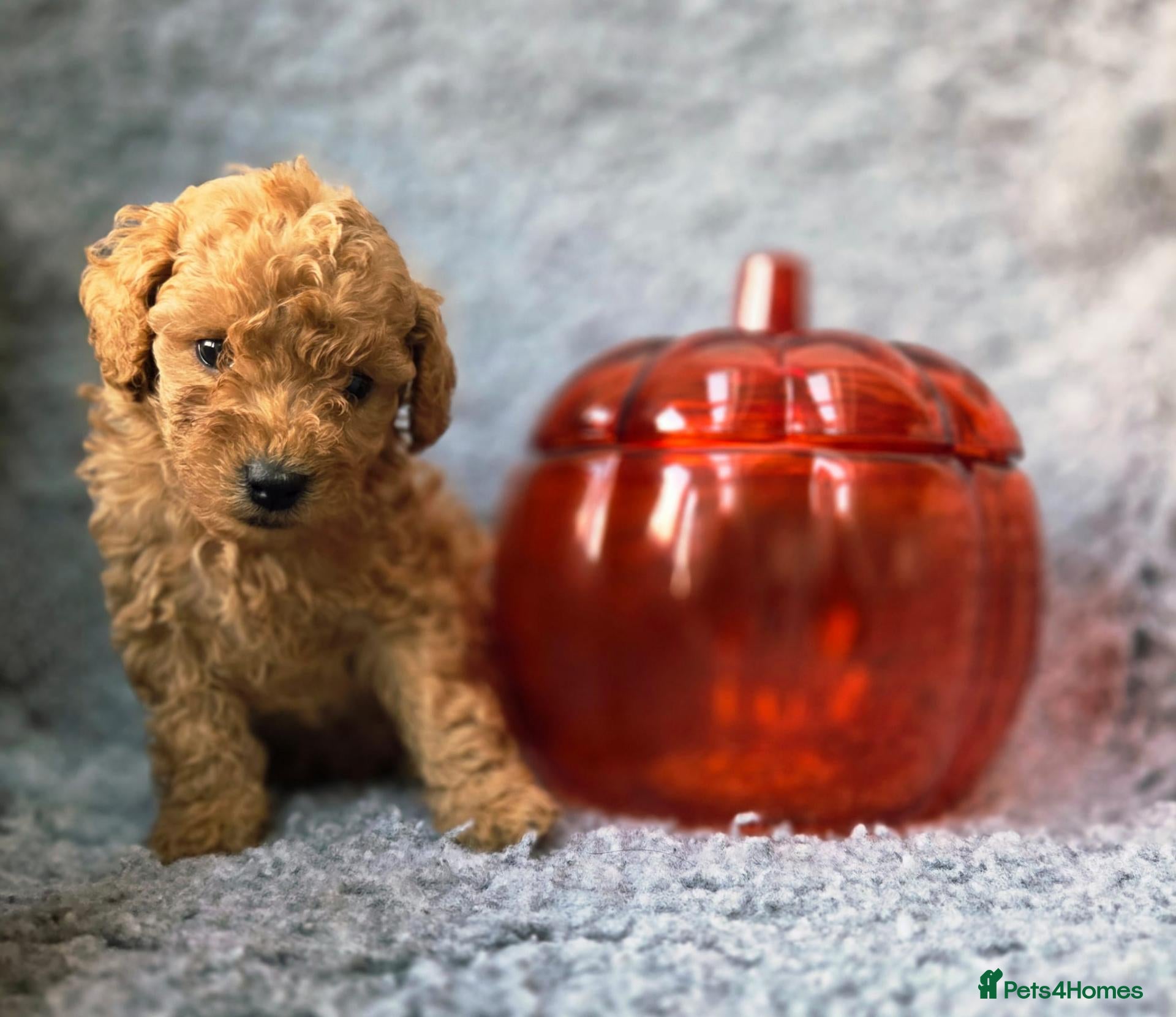 Miniature Poodle dogs LAST BOY Miniature Poodle DNA tested Manchester - Advert 4