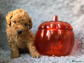 Miniature Poodle dogs LAST BOY Miniature Poodle DNA tested Manchester - Advert 4