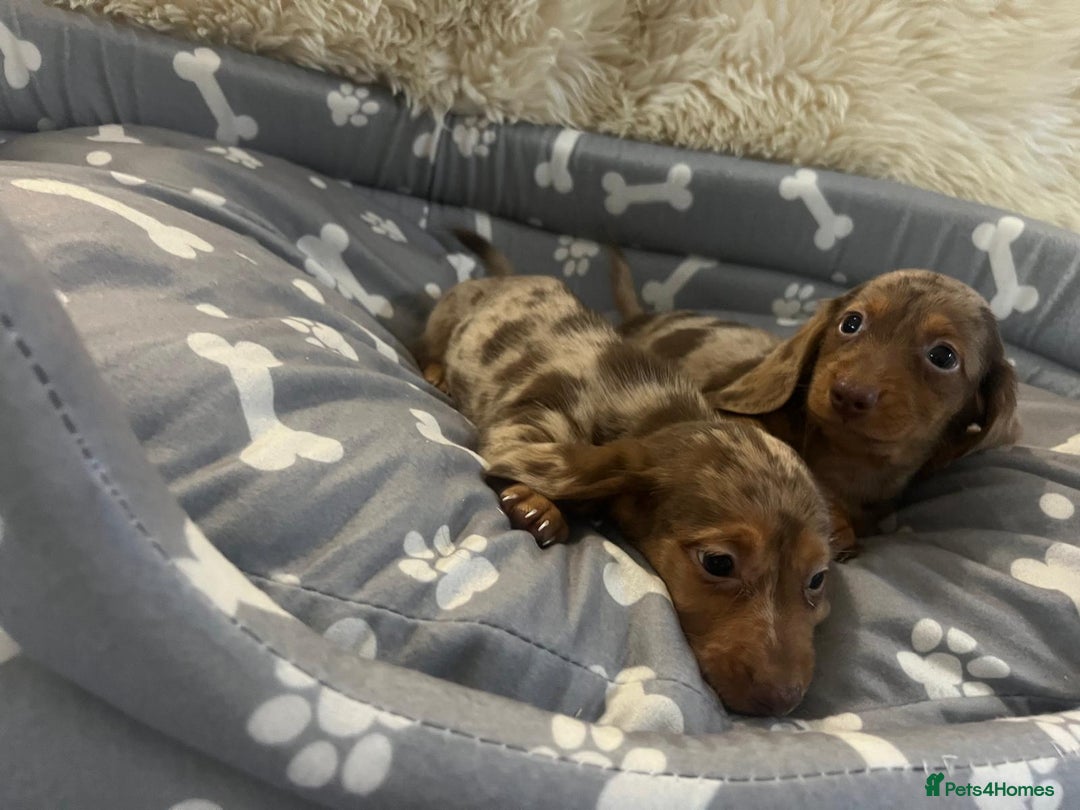 Dachshund dogs for sale: Miniature dachshund puppies for sale - Advert 6