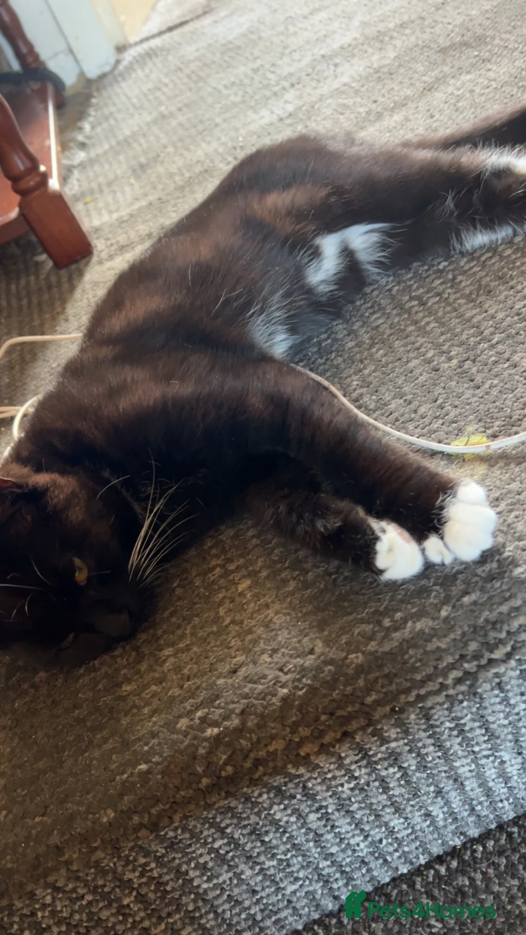 British Shorthair cats for sale: 3 British short hairs in Accrington - Advert 5