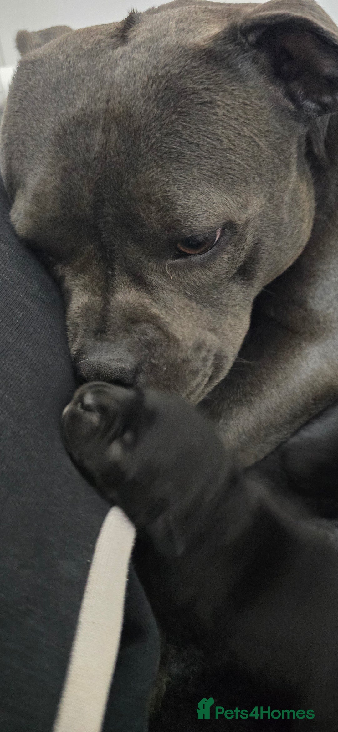 Staffordshire Bull Terrier dogs for sale: Champion bloodlines kc stafford  pups  - Advert 6