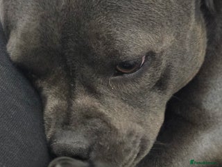 Staffordshire Bull Terrier dogs Champion bloodlines staffordshire bull terrier pup - Advert 18