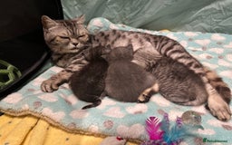 British Shorthair cats for sale: GORGEOUS BSH KITTENS in Oldham - Image 22