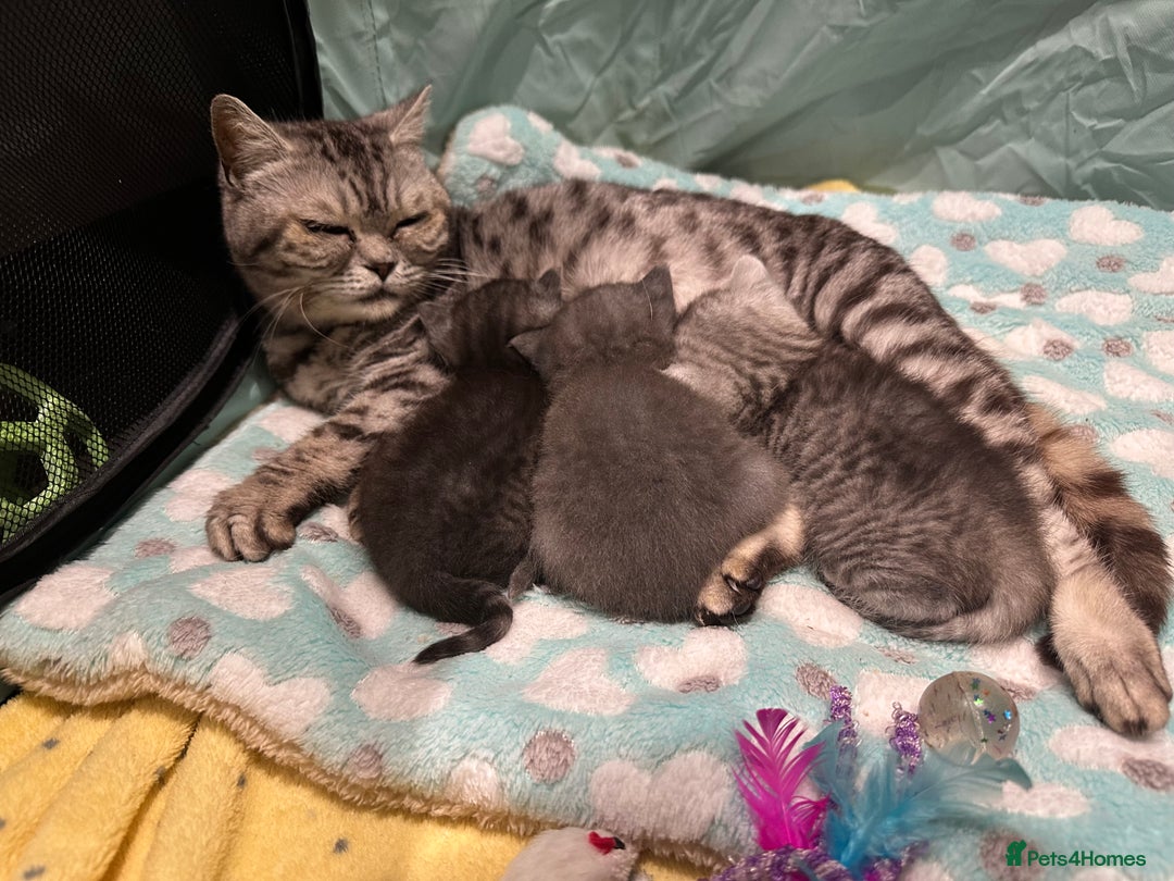 British Shorthair cats for sale: GORGEOUS BSH KITTENS in Oldham - Image 22