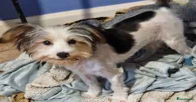 Biewer Terrier dogs - Advert 16