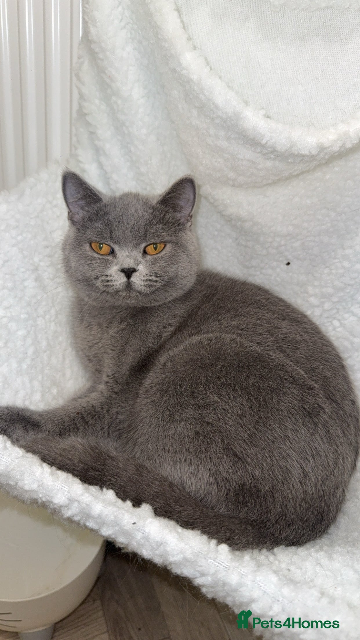 British Shorthair cats British shorthair female - Advert 1