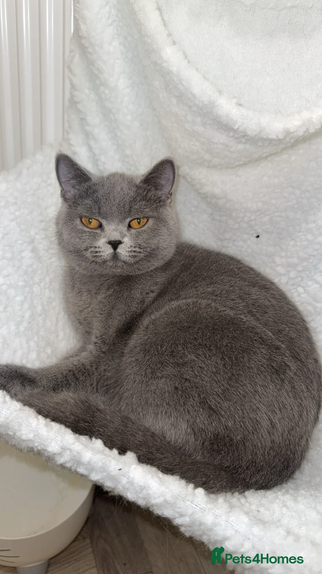 British Shorthair cats for sale: British shorthair female - Advert 1