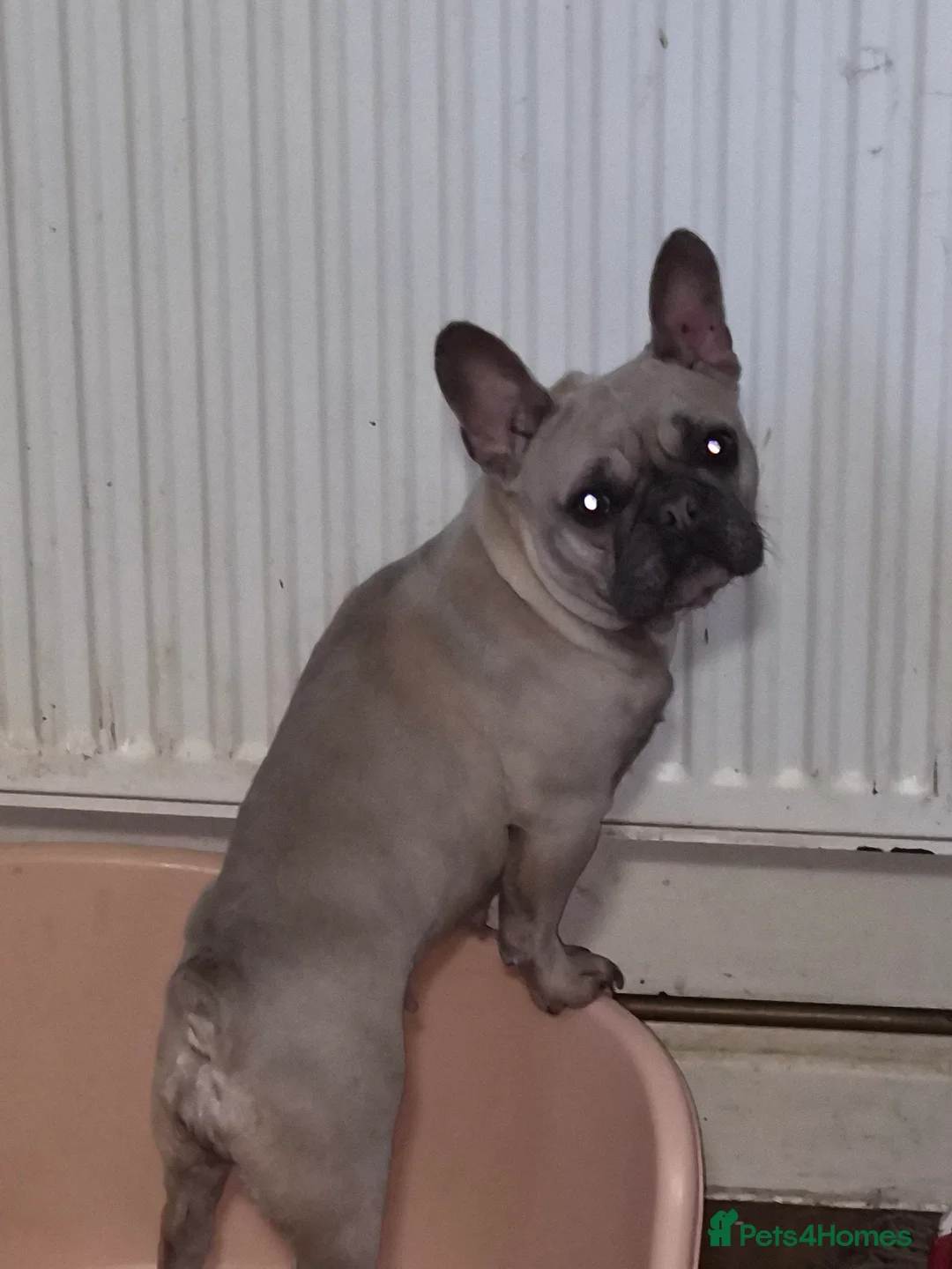 Mixed Breed dogs for sale: Gorgeous hybrid Bulldog Nala - Advert 1