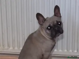 Mixed Breed dogs Gorgeous hybrid Bulldog Nala - Advert 1