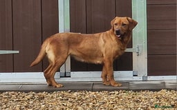 Labrador Retriever dogs for sale: 💥H/TESTED WORKING FOX RED LABRADORS FOR SALE💥 - Image 4