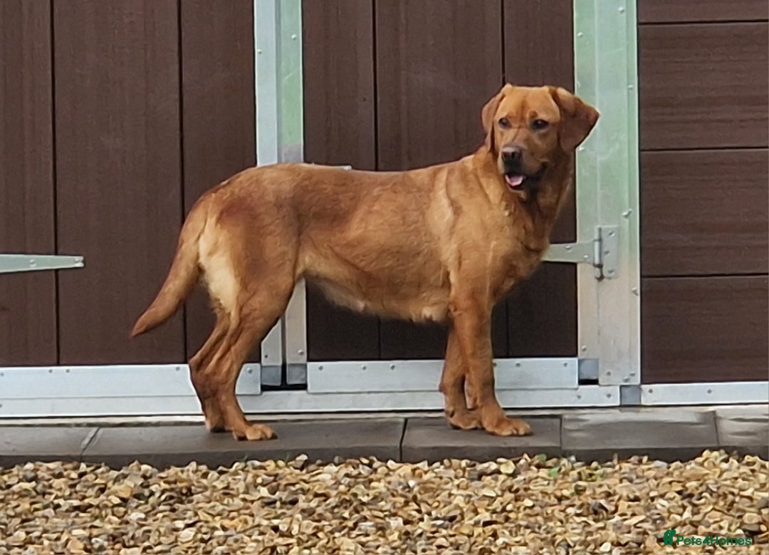 Labrador Retriever dogs for sale: 💥H/TESTED WORKING FOX RED LABRADORS FOR SALE💥 - Image 4