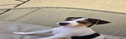 Jack Russell dogs for sale: 9 week old Jack russel male puppy  in Gravesend - Advert 4