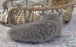 British Longhair cats for sale: Stunning World Champ British shorthair kittens - Advert 4